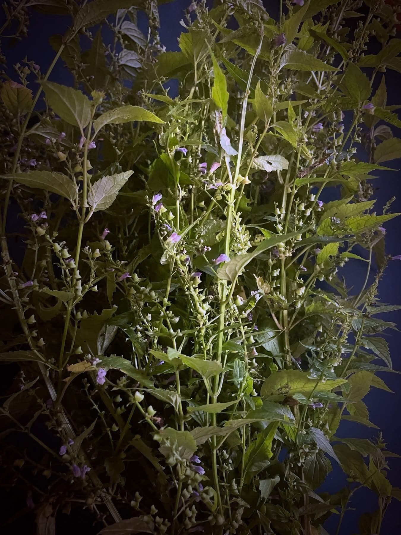 Fresh healing herbs and flowers