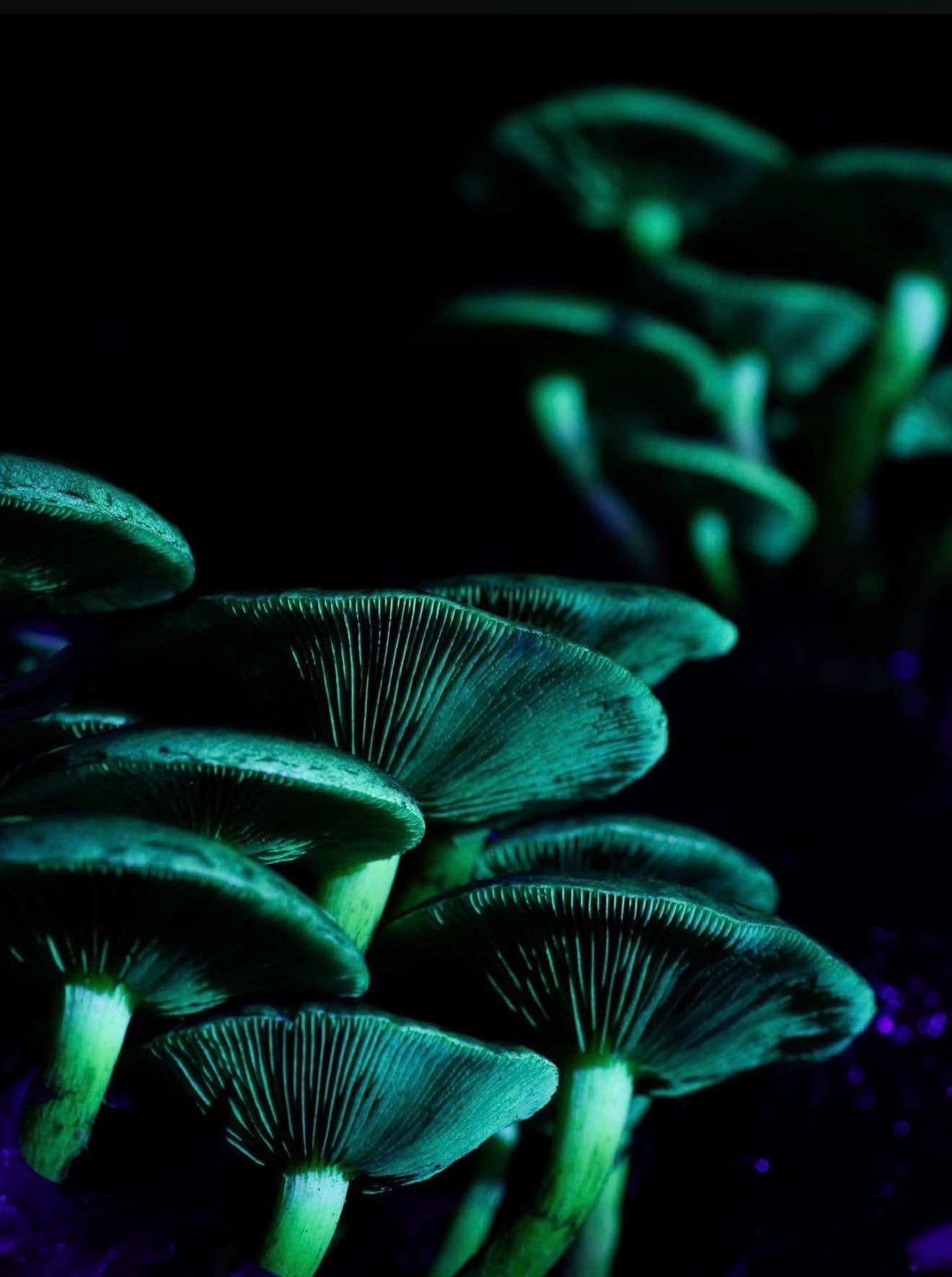 Luminescent healing mushrooms