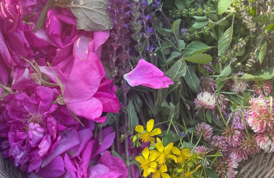 Botanical background