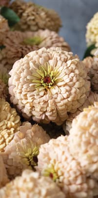 Dandelion Root: Golden Medicine Hiding in Plain Sight